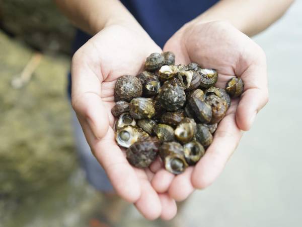 Phân tích ý nghĩa giấc mơ thấy bắt ốc là điềm gì?